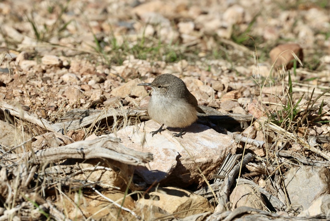 Rock Wren - ML643211877