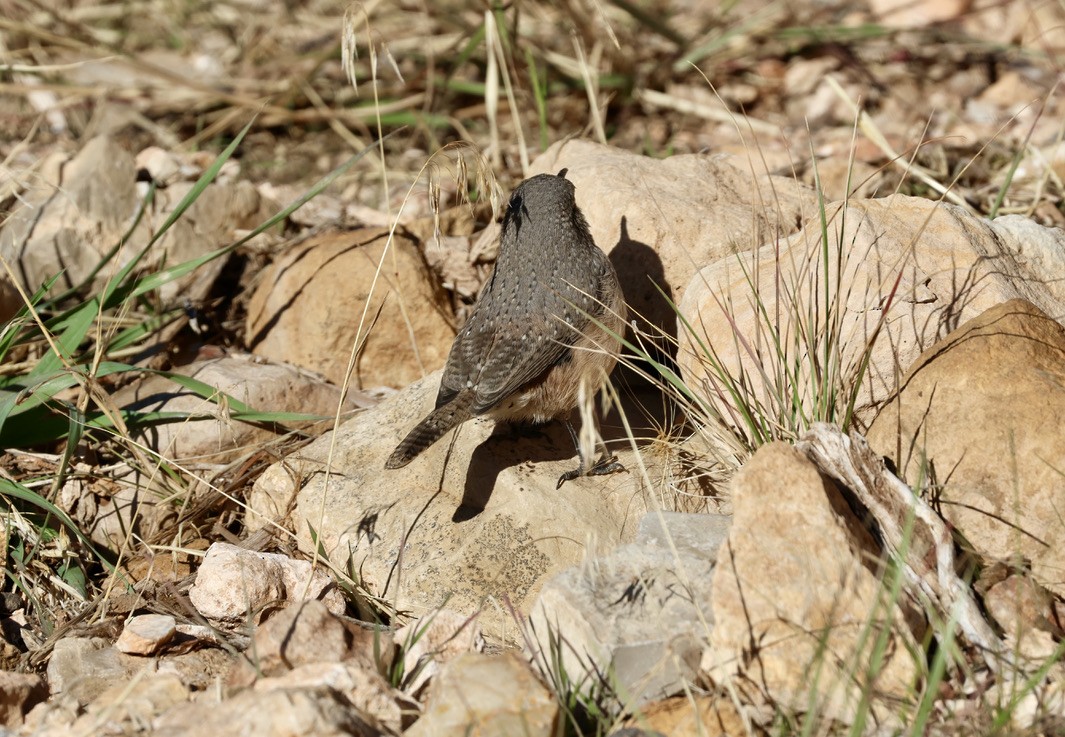 Rock Wren - ML643211878