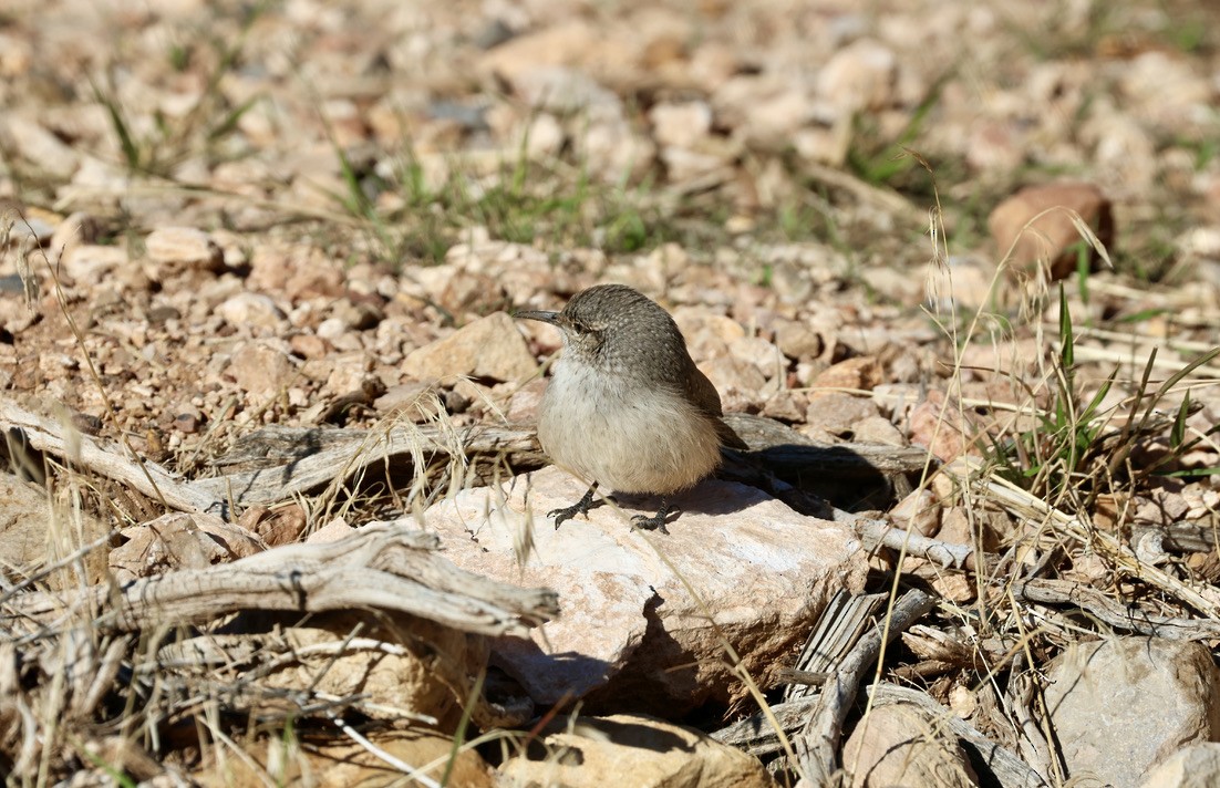 Rock Wren - ML643211879