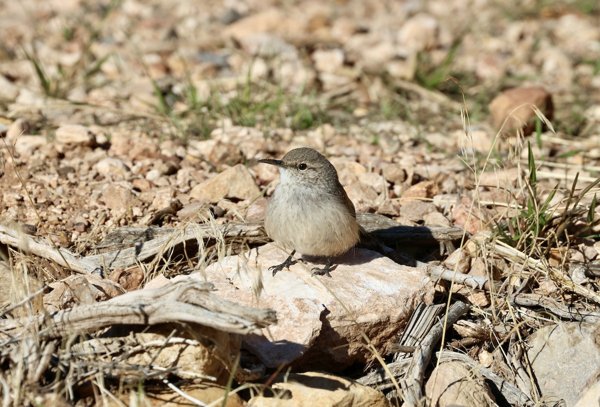 Rock Wren - ML643211883