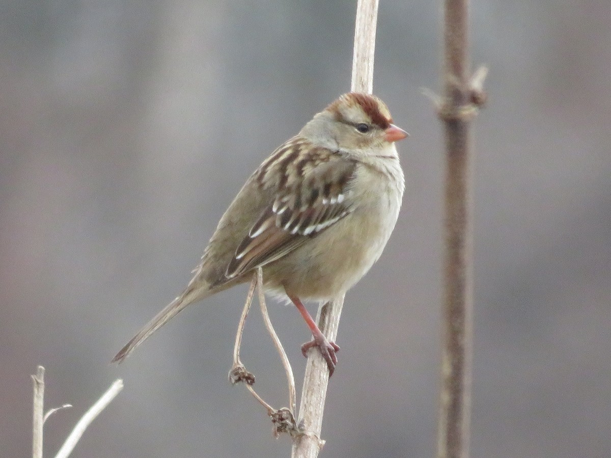 White-crowned Sparrow - ML643211887