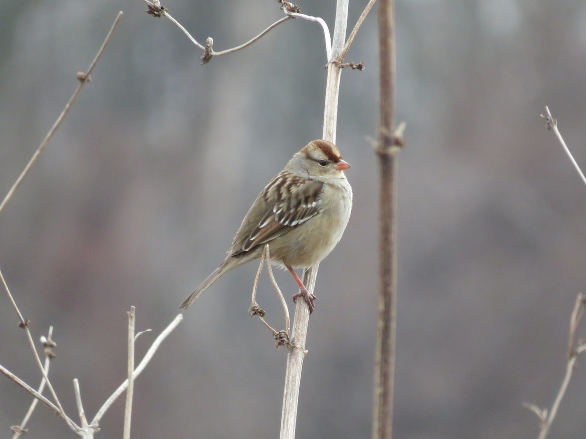 White-crowned Sparrow - ML643211888