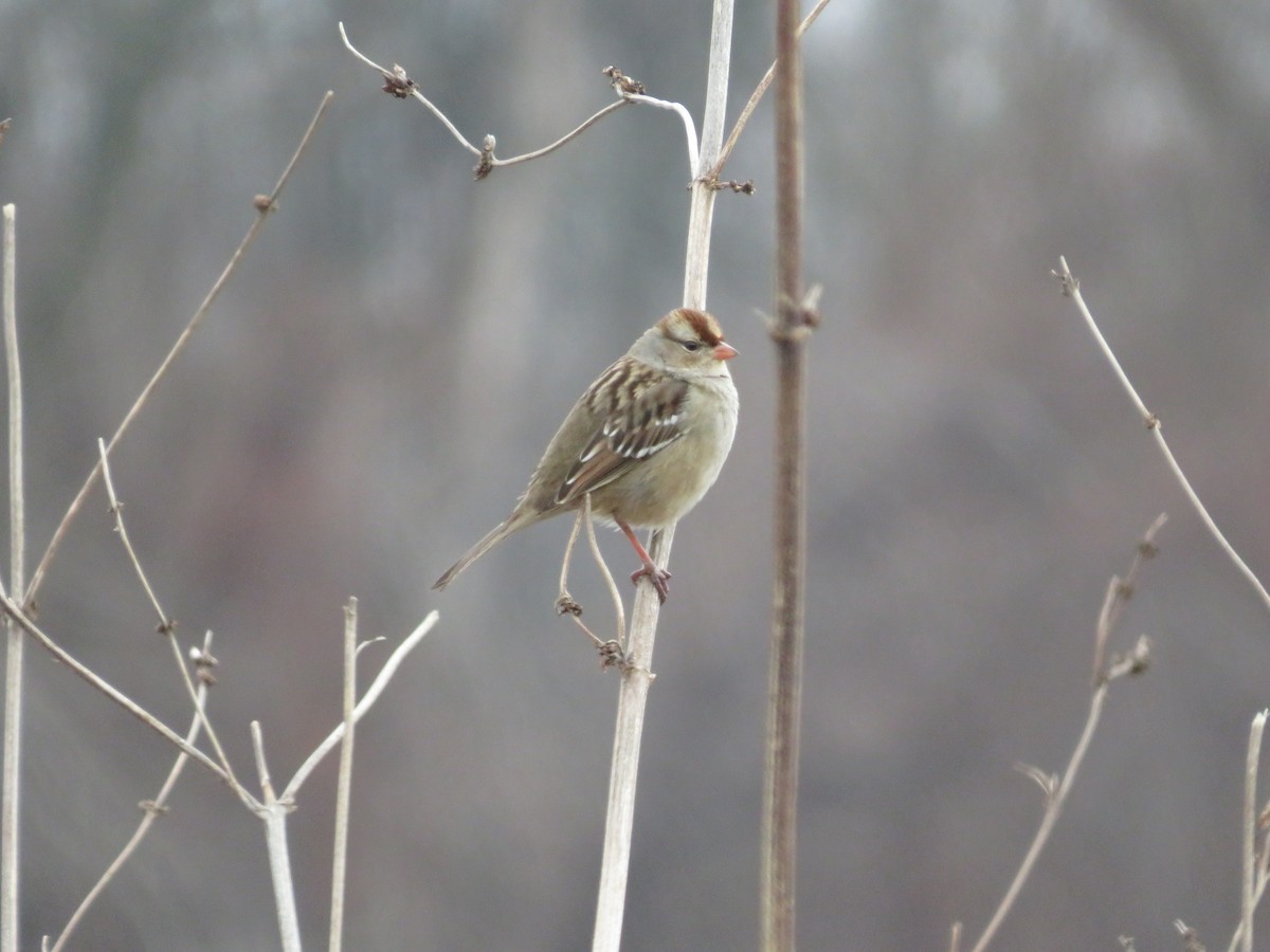 White-crowned Sparrow - ML643211889