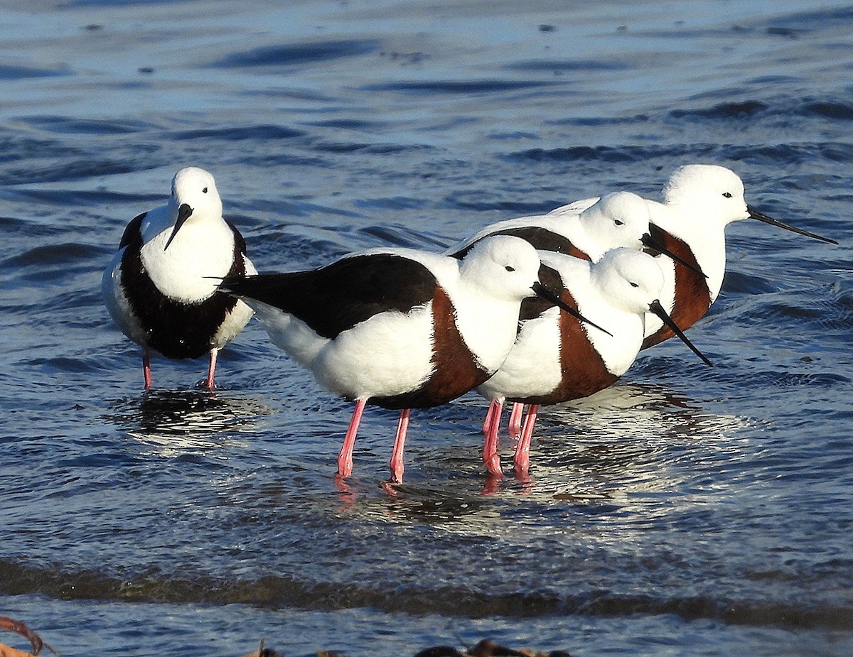 Banded Stilt - ML643211915