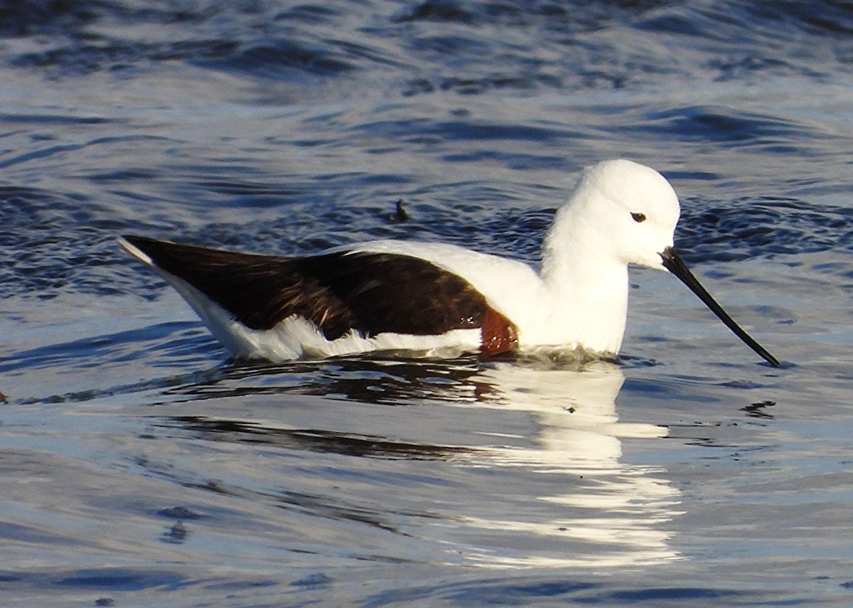 Banded Stilt - ML643211917