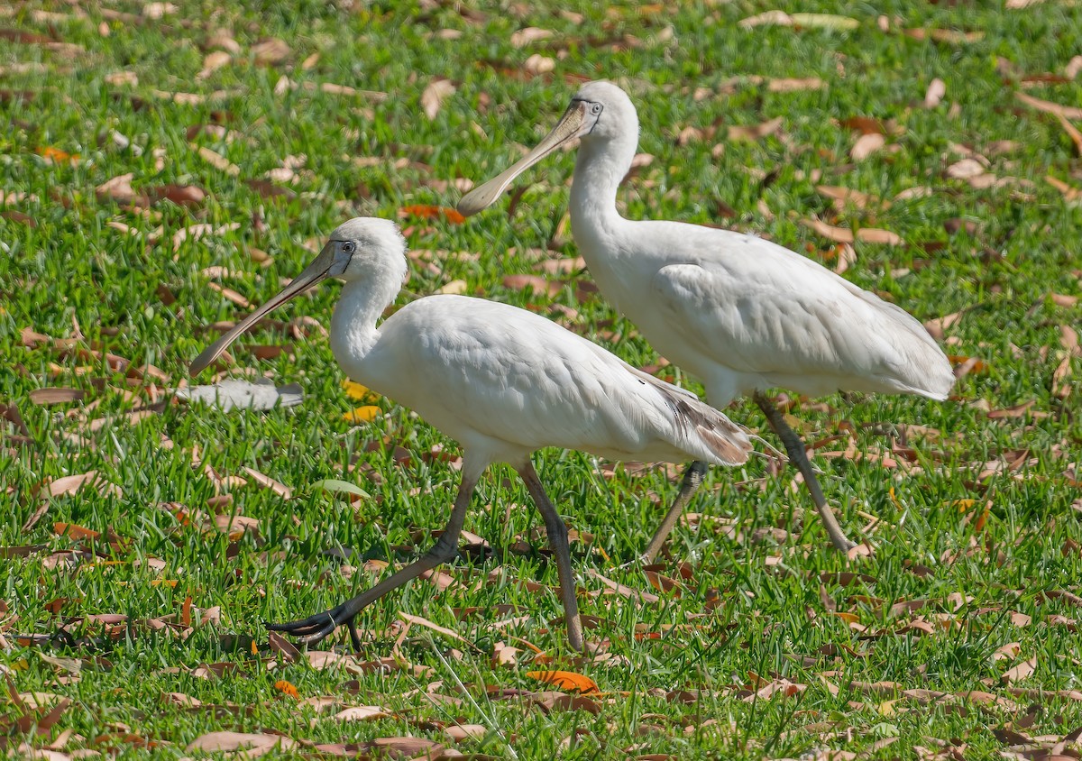 gulnebbskjestork - ML643211918