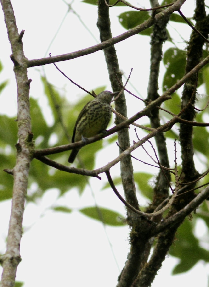 Sharpbill - ML643211954