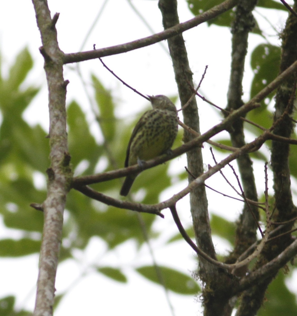 Sharpbill - ML643211955