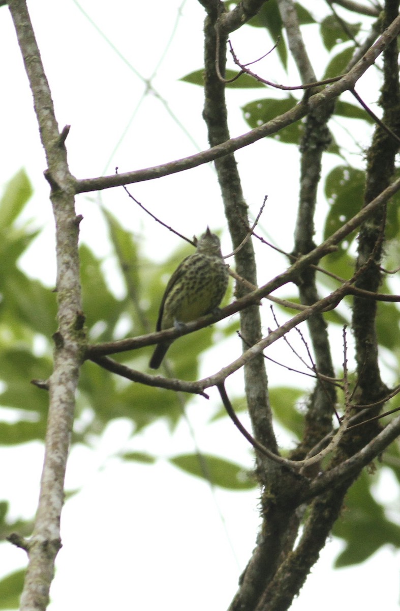 Sharpbill - ML643211956