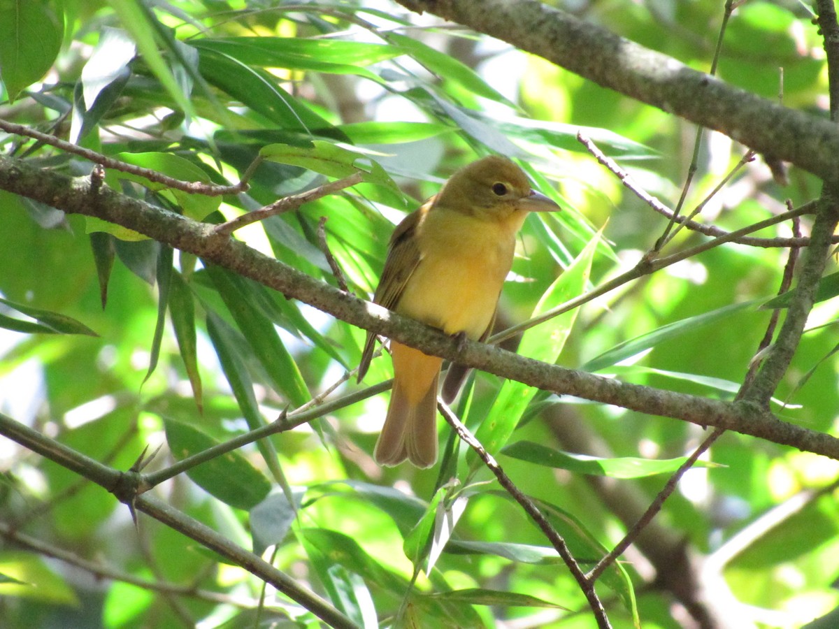 Summer Tanager - ML643211957