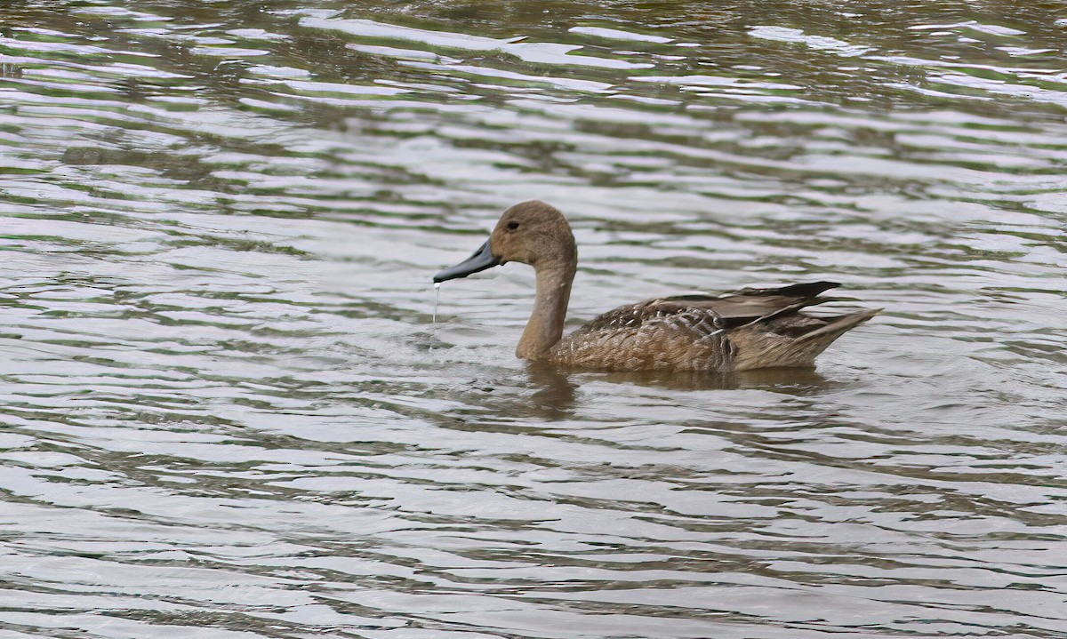 尖尾鴨 - ML643212015