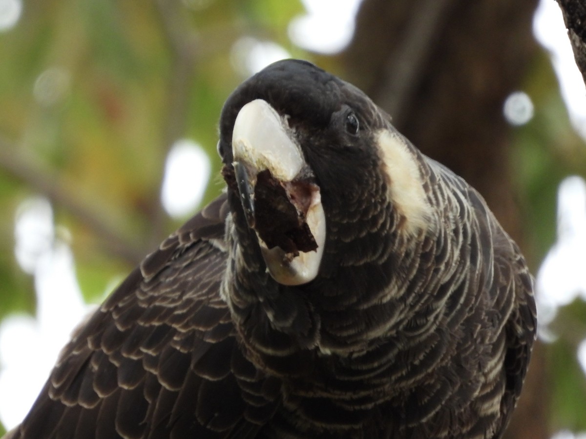 Cacatoès de Baudin - ML643212029