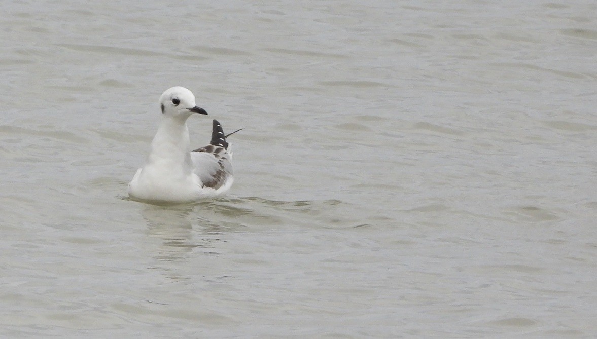 Bonaparte's Gull - ML643212049