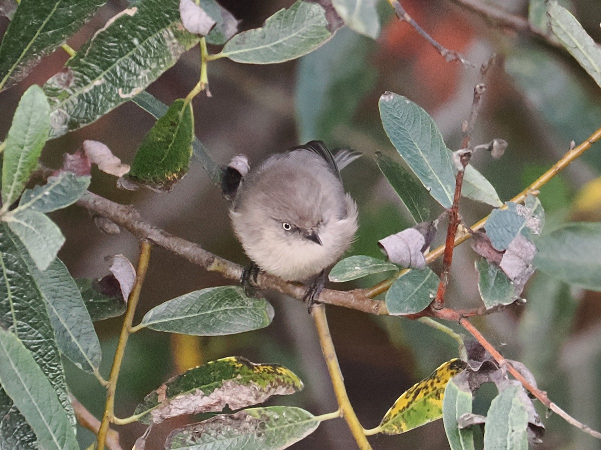 Bushtit - ML643212082