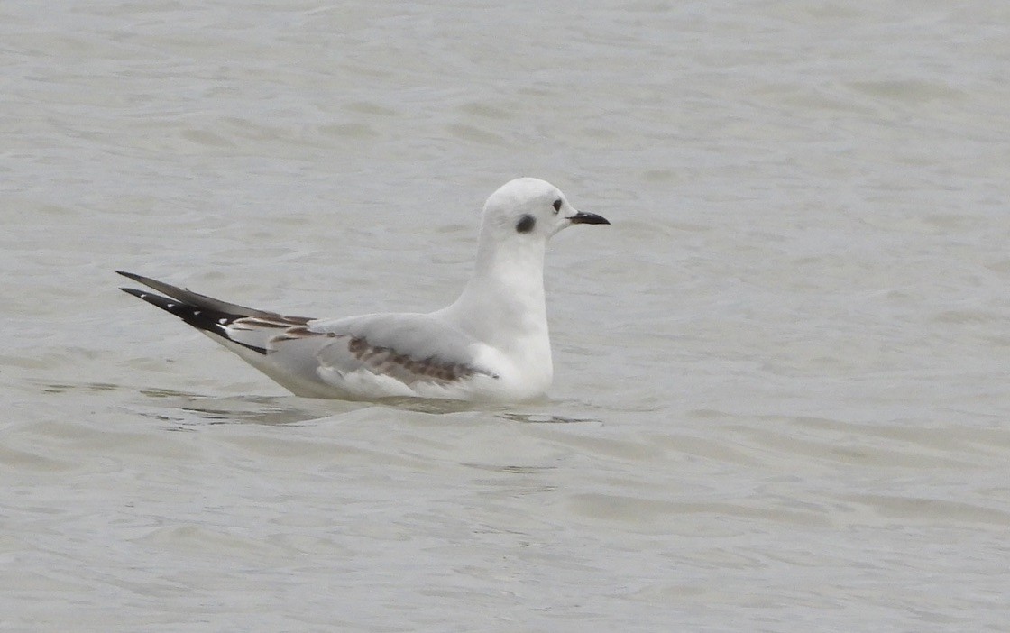 Bonaparte's Gull - ML643212087