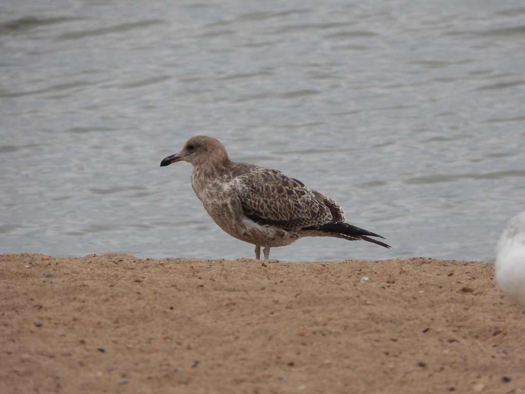 California Gull - ML643212096