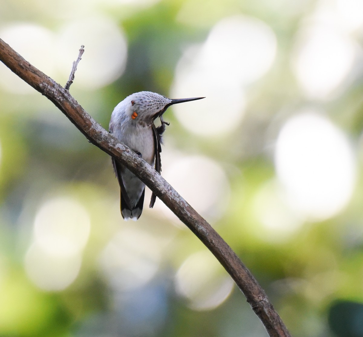 Ruby-throated Hummingbird - ML643212103