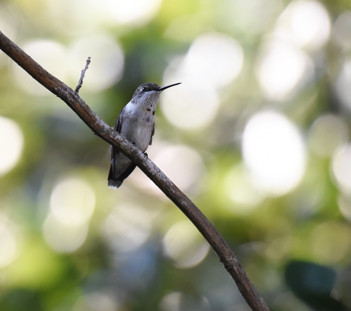 Ruby-throated Hummingbird - ML643212104