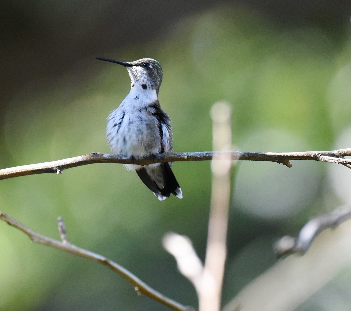 Ruby-throated Hummingbird - ML643212105