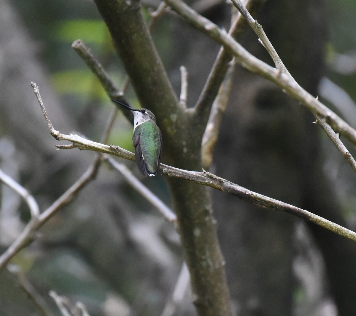 Ruby-throated Hummingbird - ML643212106