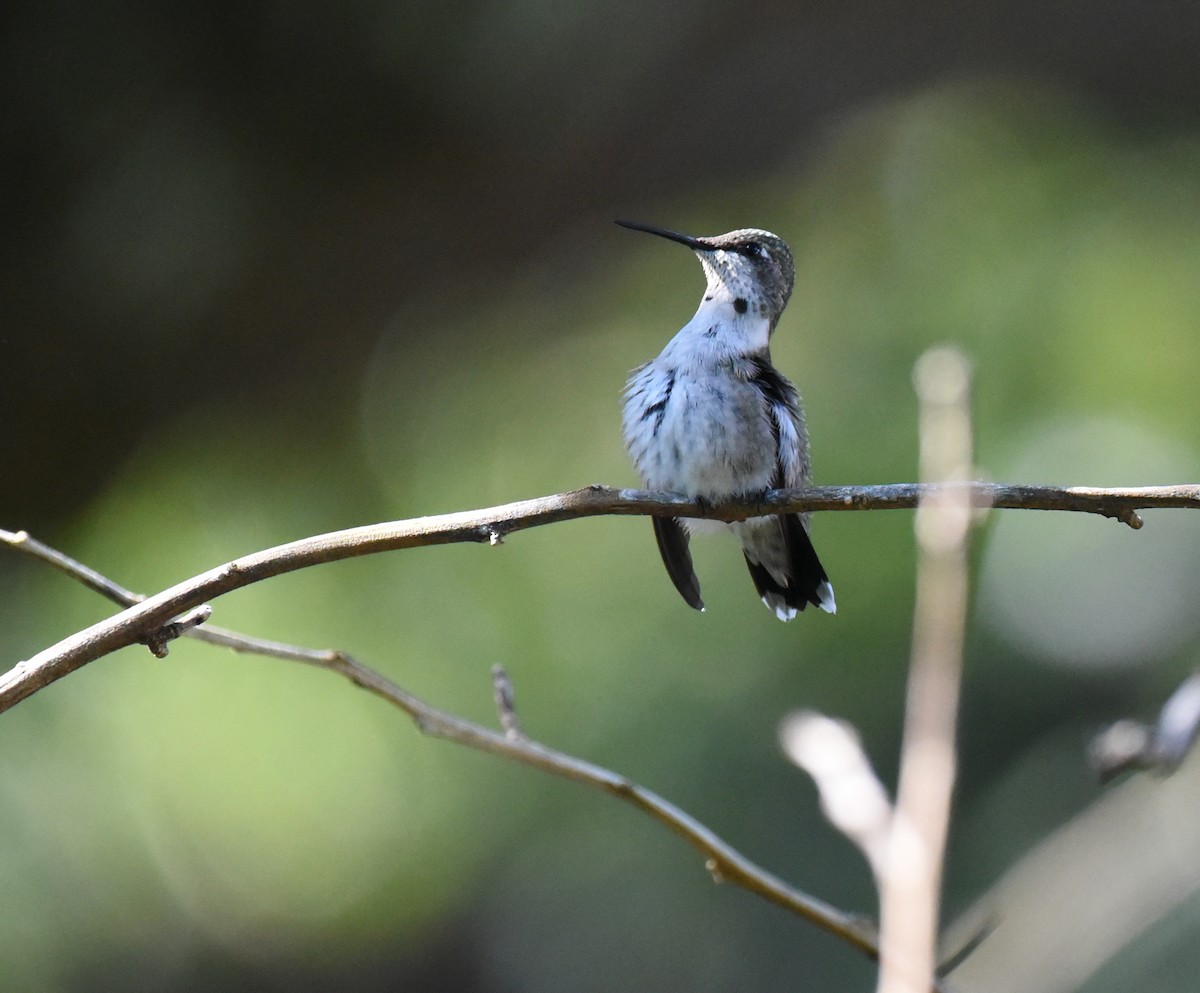 Ruby-throated Hummingbird - ML643212109