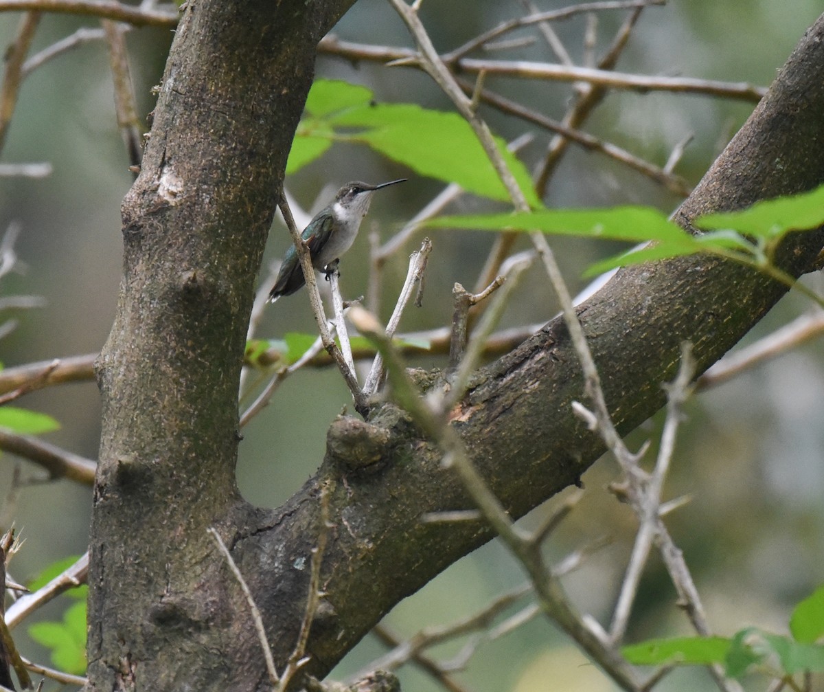 Ruby-throated Hummingbird - ML643212110