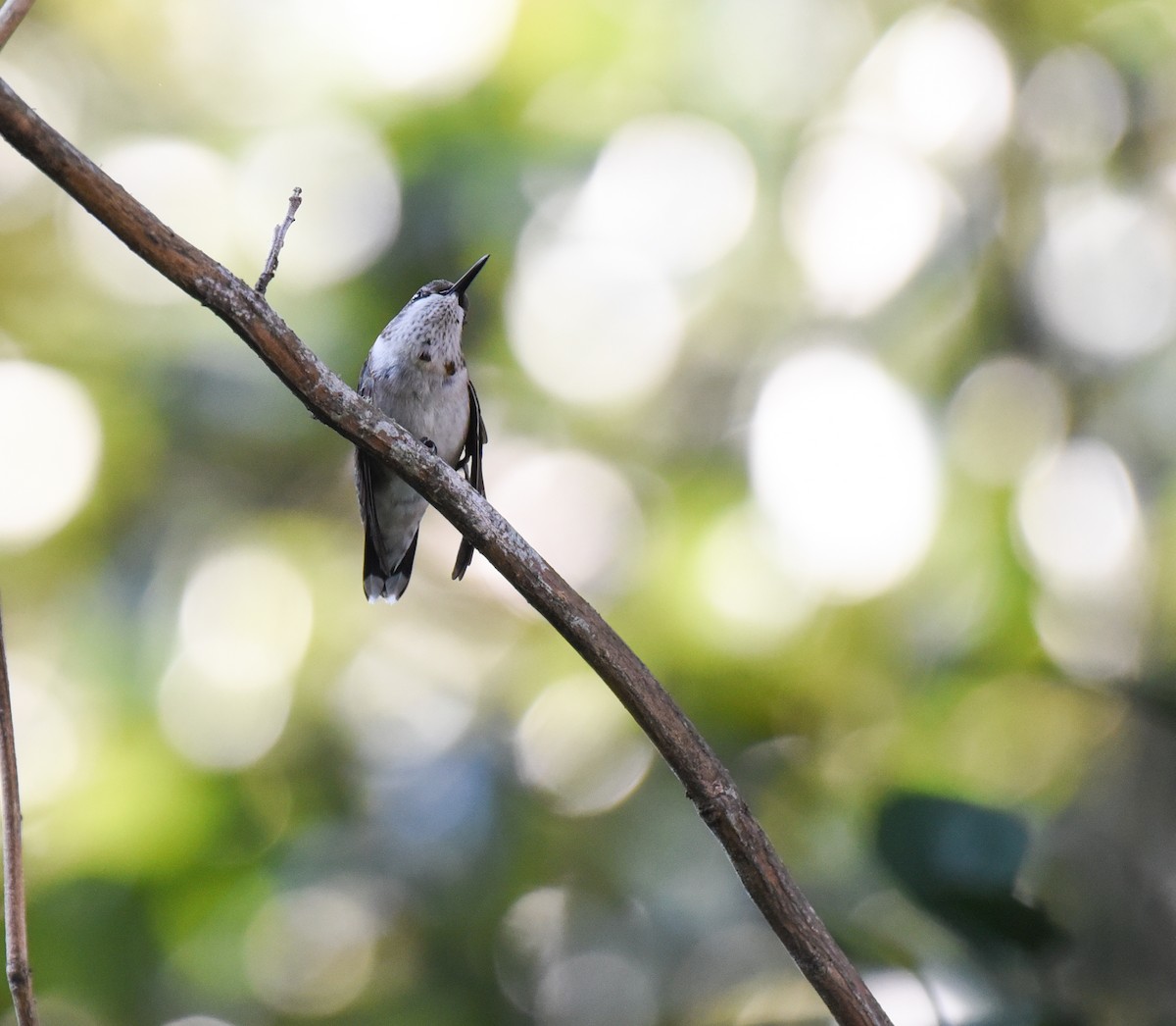 Ruby-throated Hummingbird - ML643212112