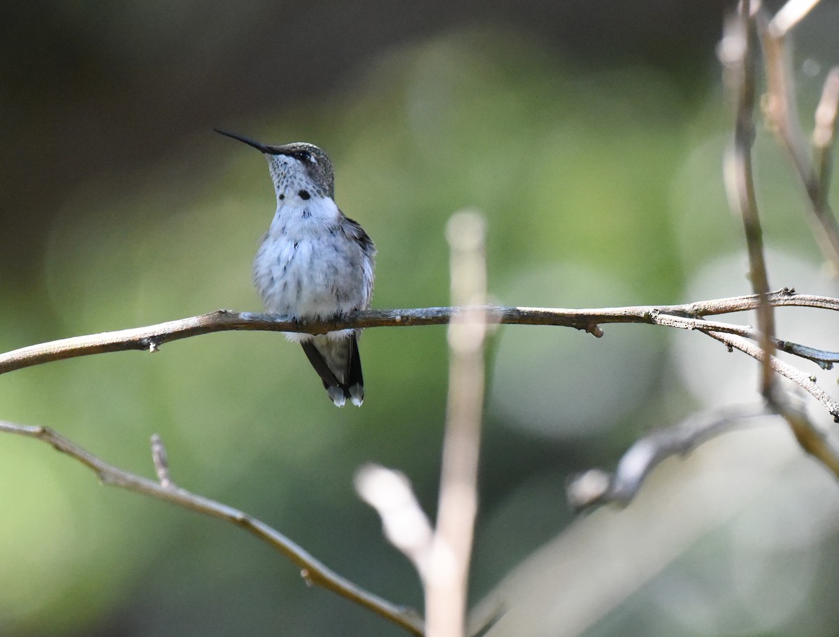 Ruby-throated Hummingbird - ML643212113