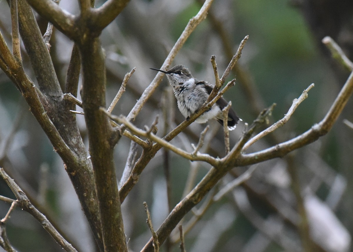 Ruby-throated Hummingbird - ML643212114