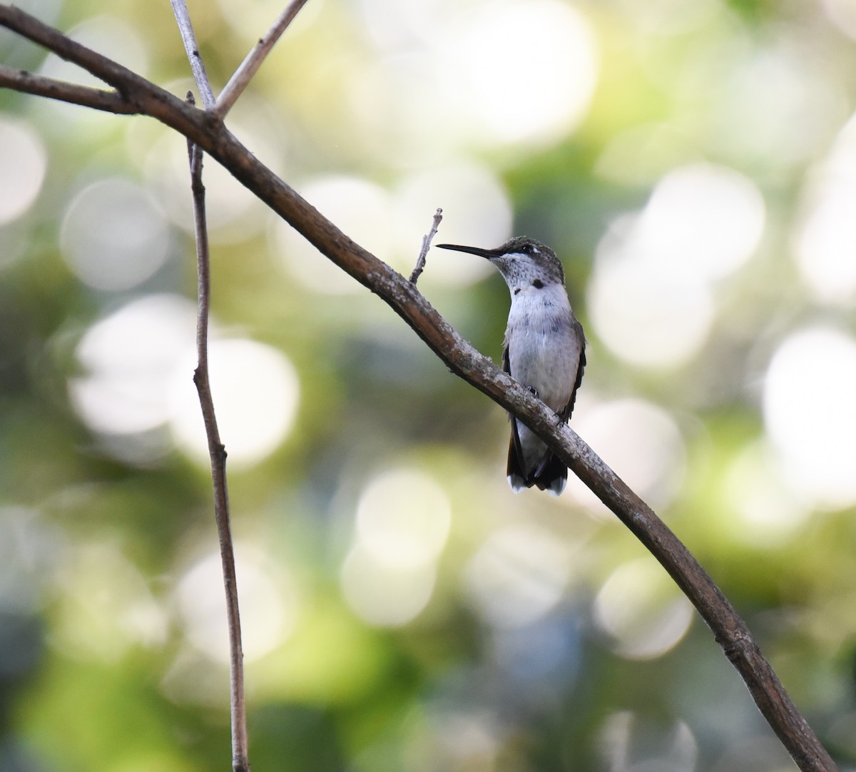 Ruby-throated Hummingbird - ML643212115