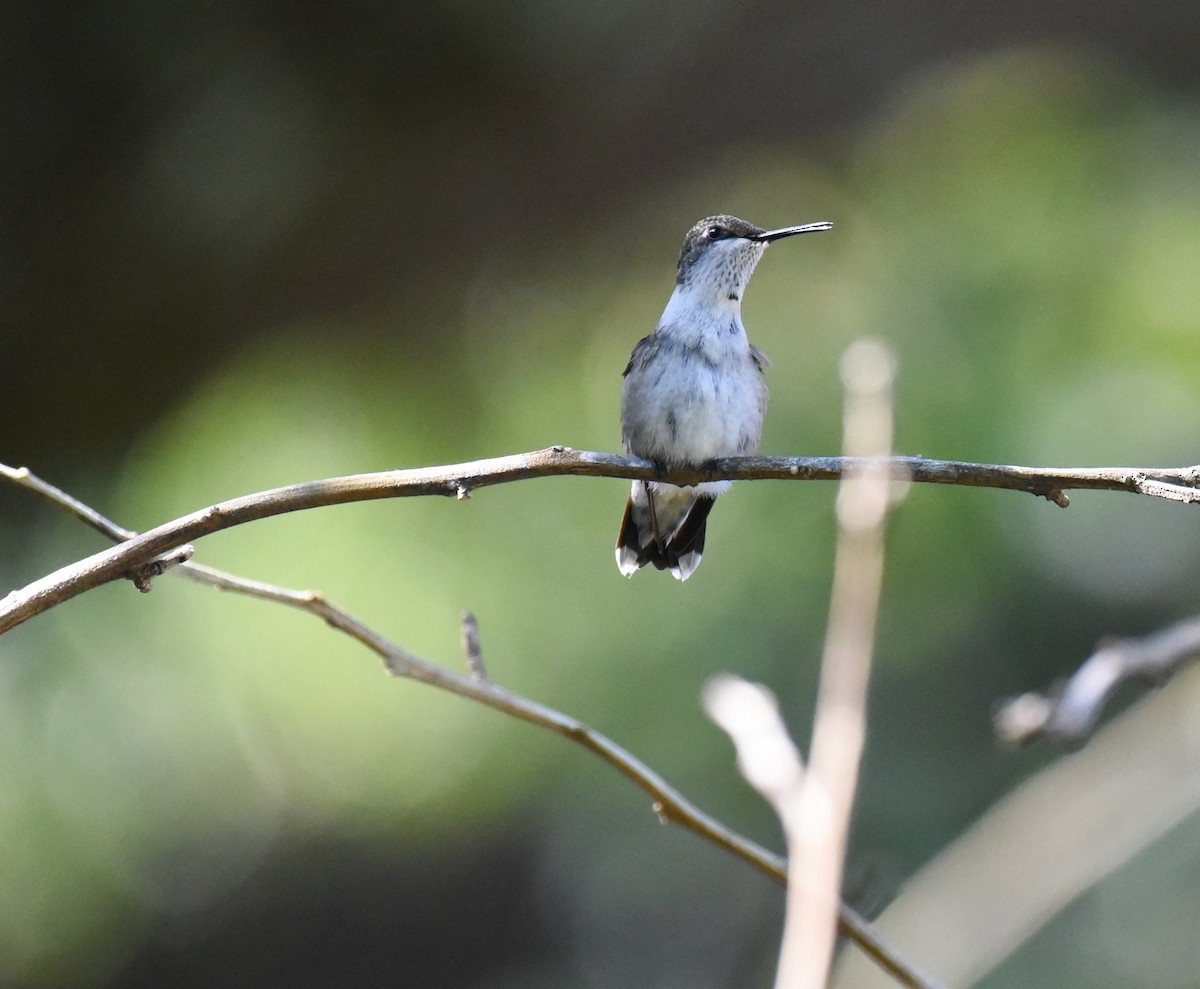 Ruby-throated Hummingbird - ML643212116