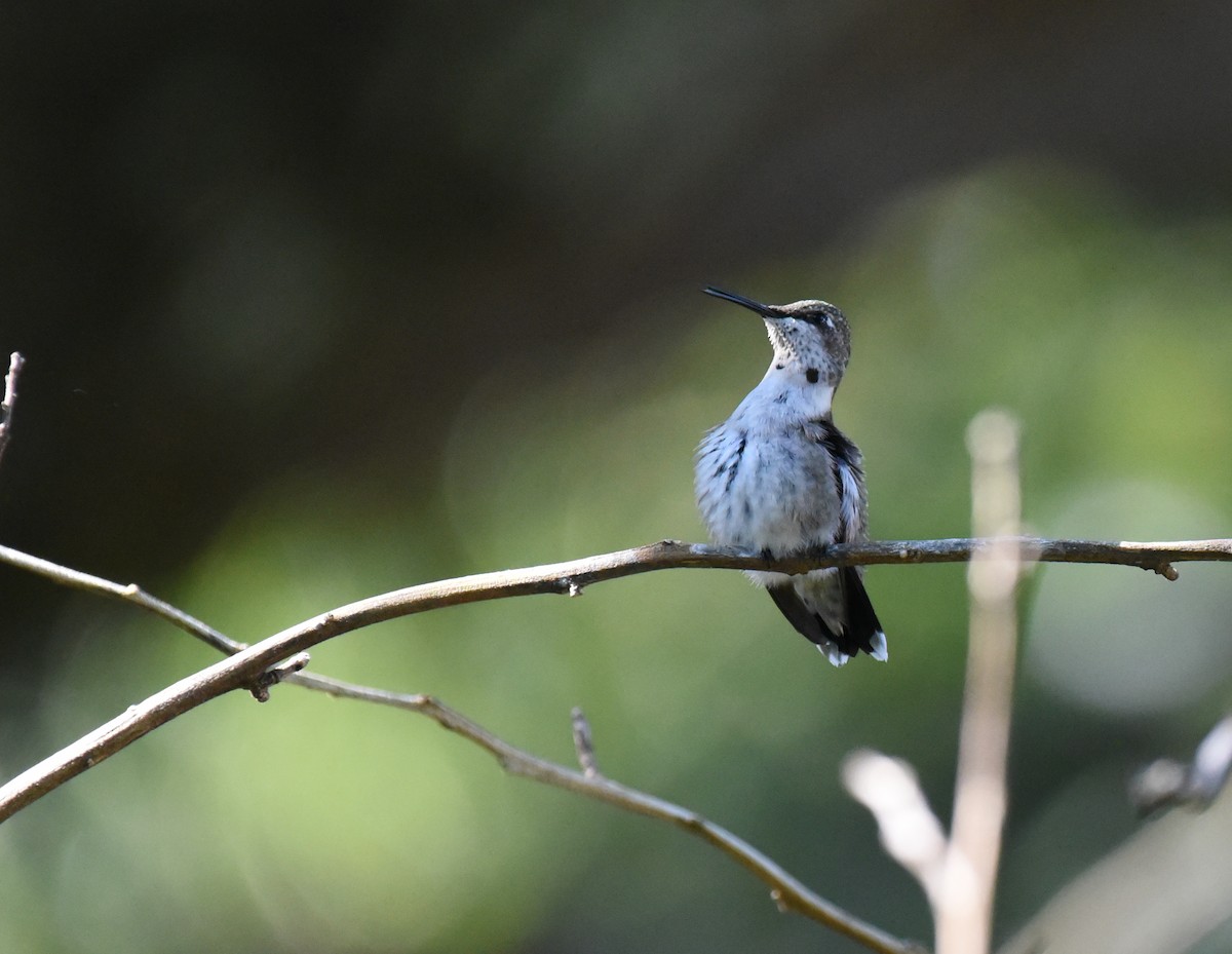 Ruby-throated Hummingbird - ML643212117