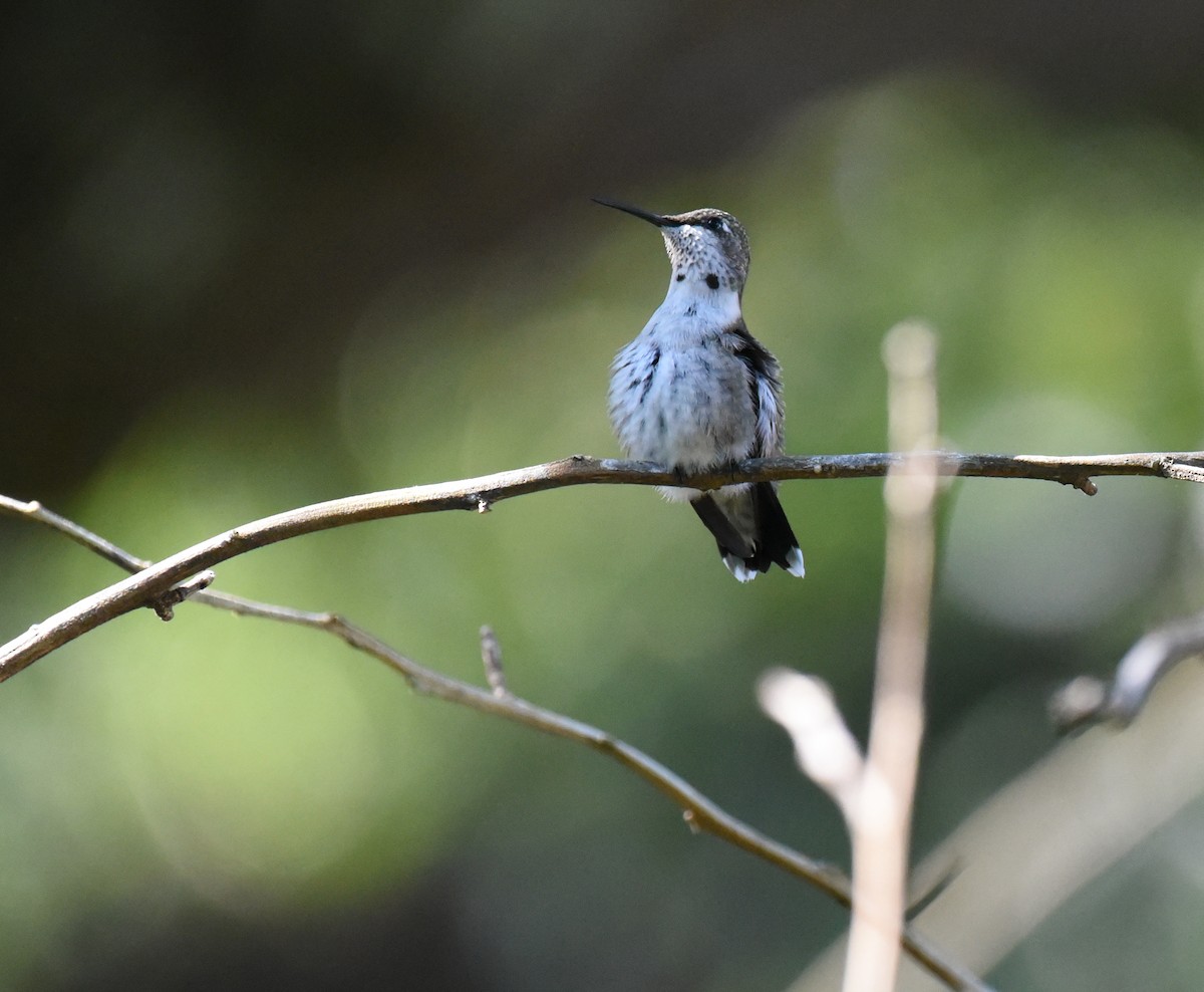 Ruby-throated Hummingbird - ML643212118
