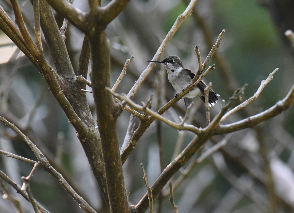 Ruby-throated Hummingbird - ML643212119