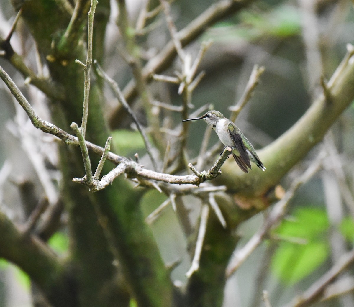 Ruby-throated Hummingbird - ML643212122