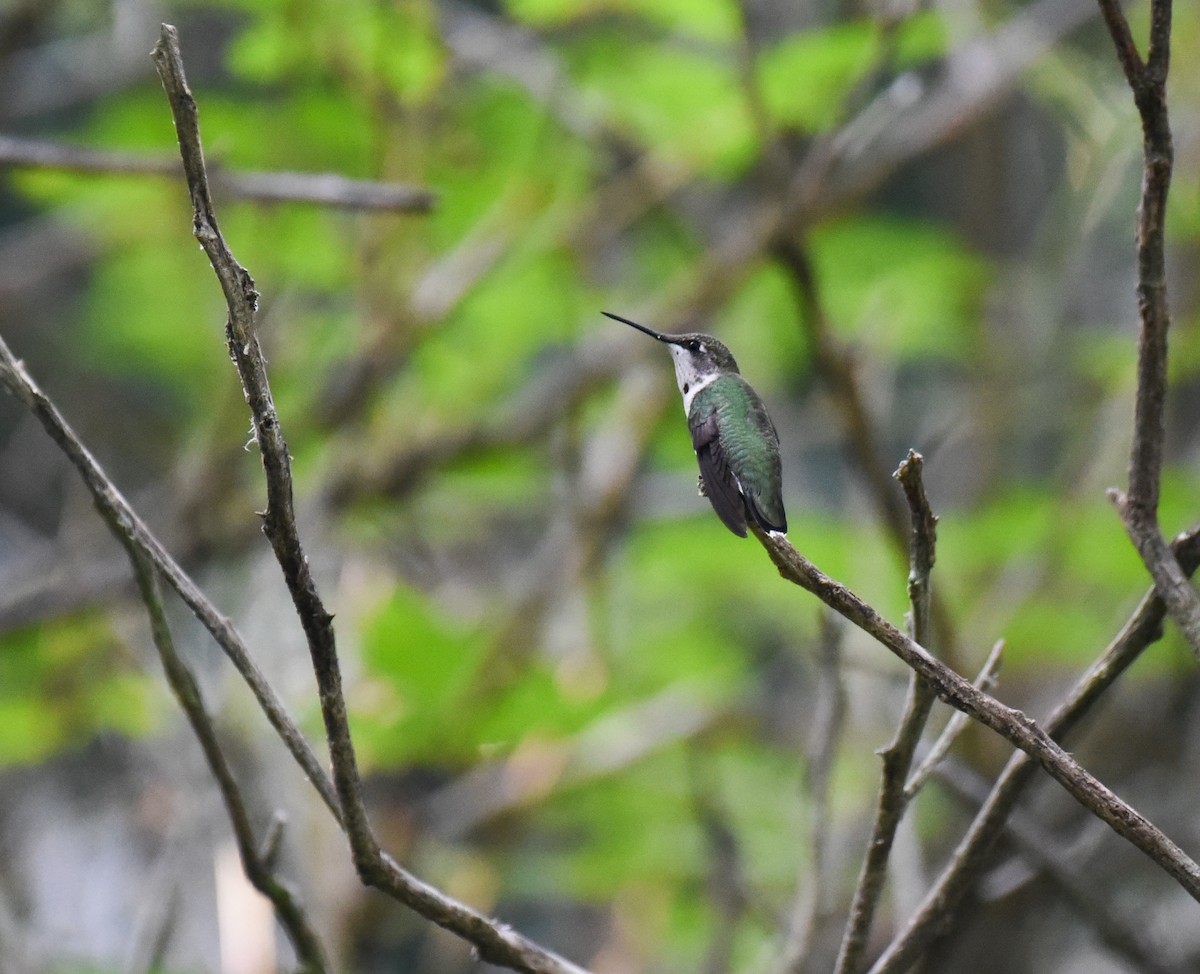 Ruby-throated Hummingbird - ML643212123