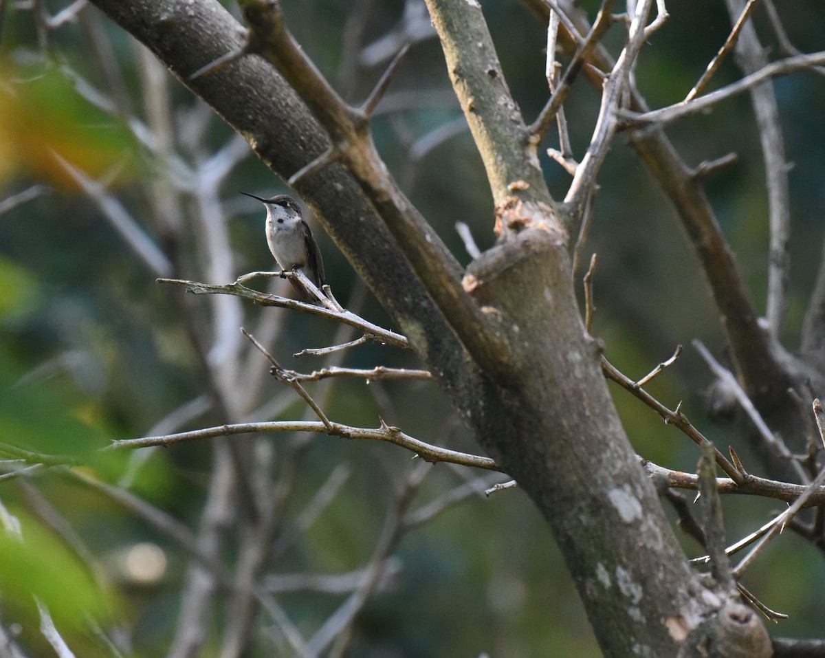 Ruby-throated Hummingbird - ML643212124