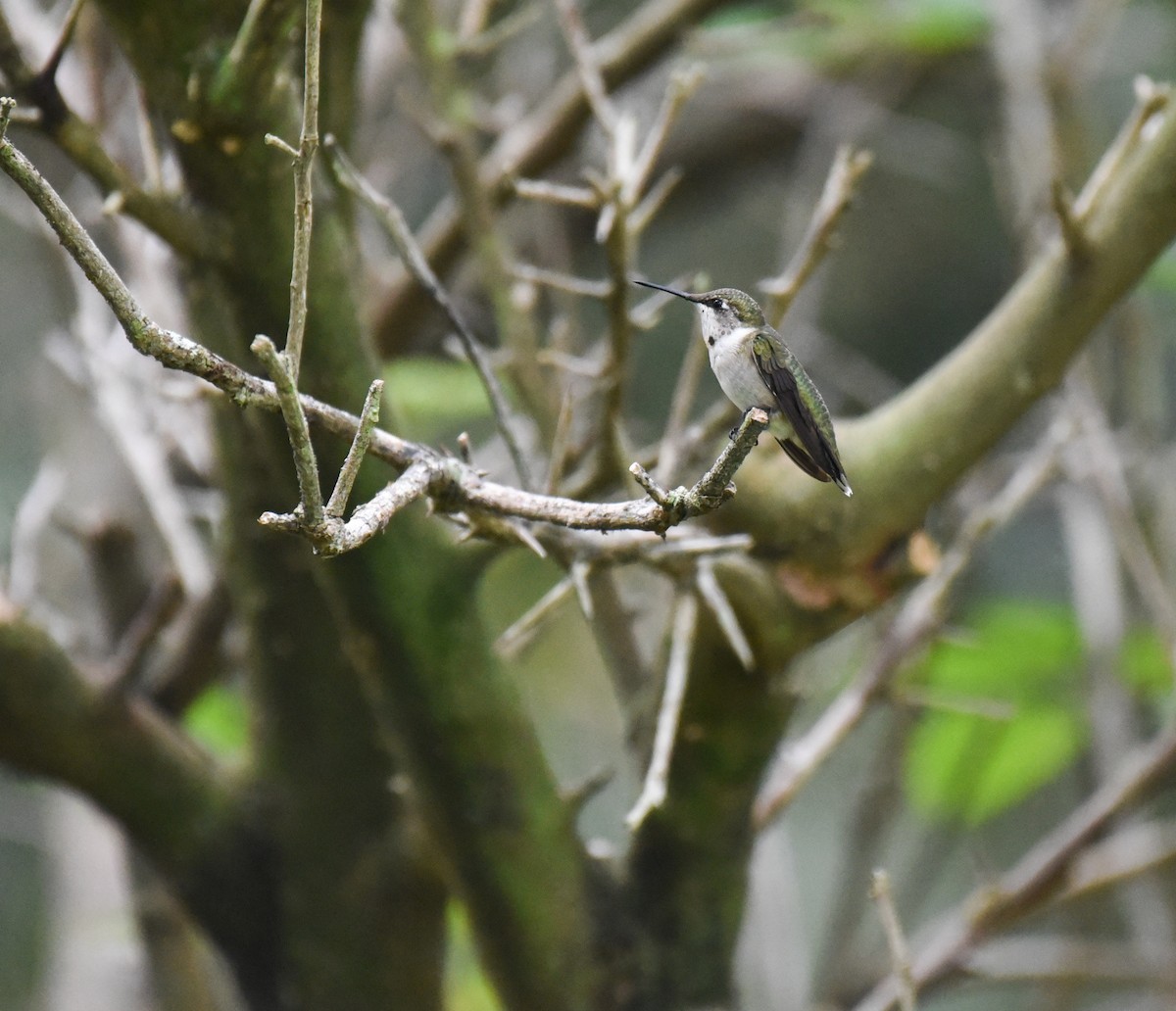 Ruby-throated Hummingbird - ML643212125