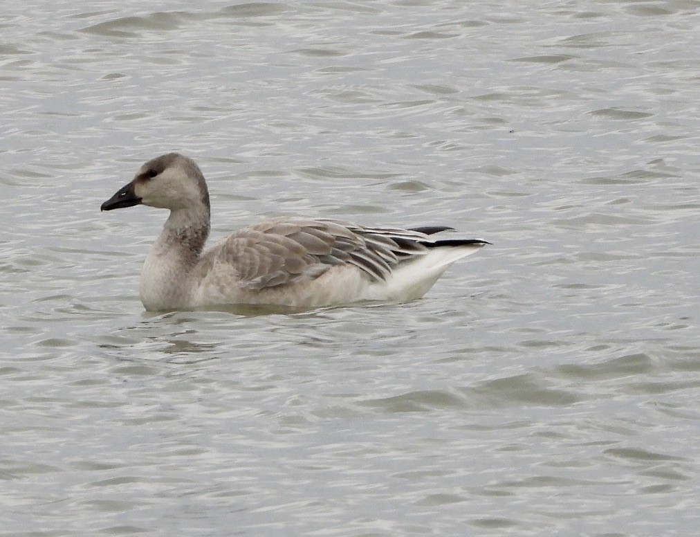 Snow Goose - ML643212131