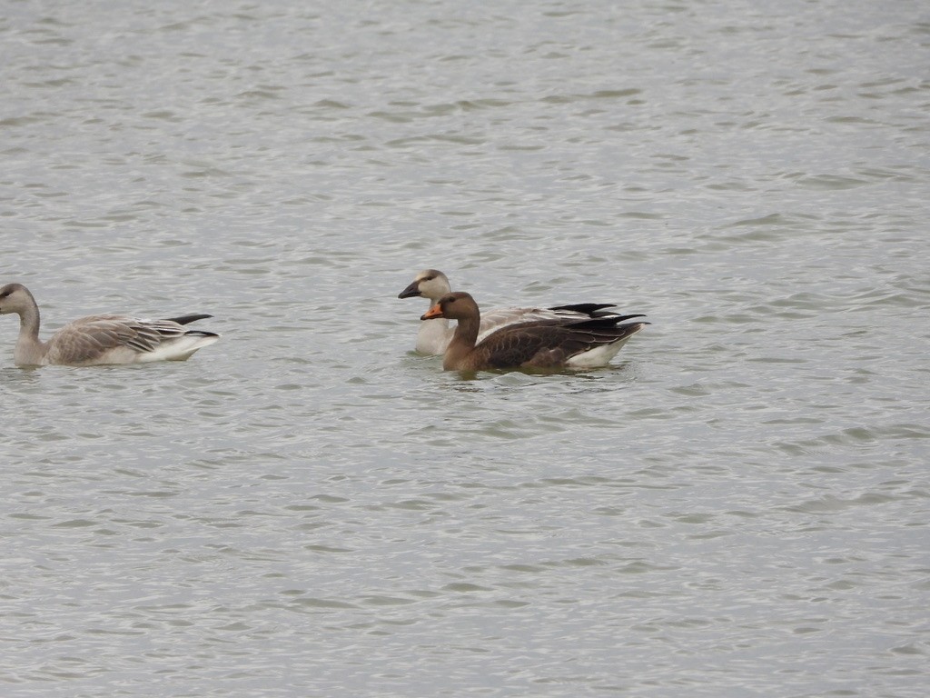 Greater White-fronted Goose - ML643212135