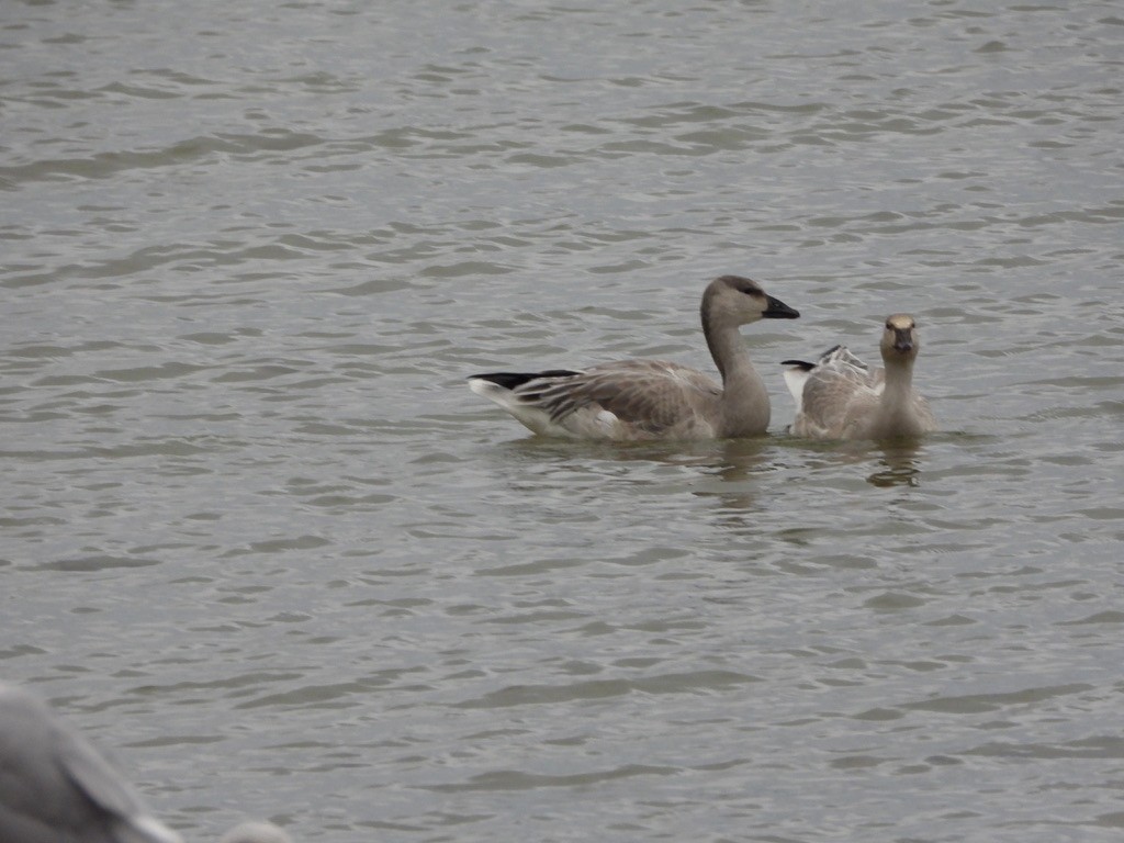 Snow Goose - ML643212150