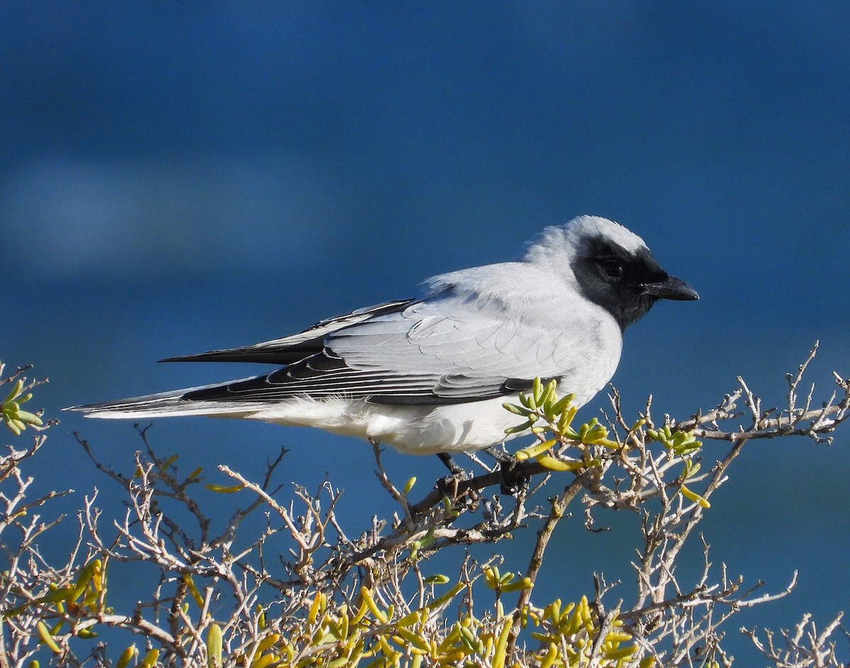 Black-faced Cuckooshrike - ML643212151