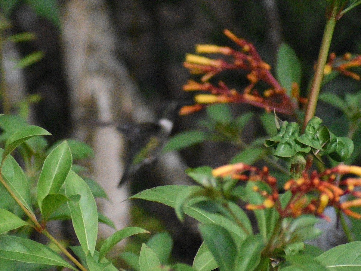 Ruby-throated Hummingbird - ML643212152