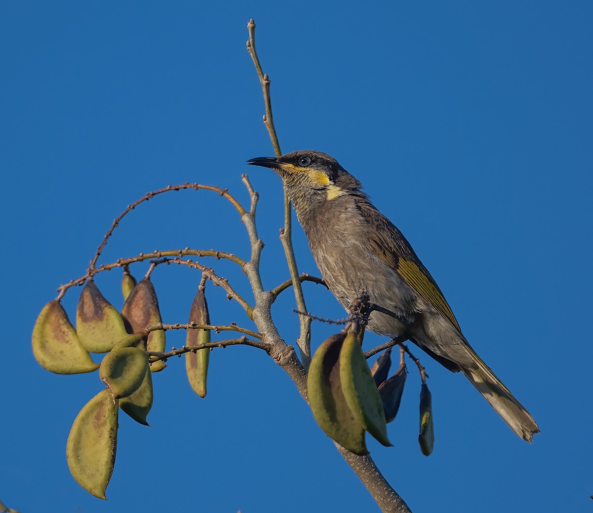 Mangrove Honeyeater - ML643212217
