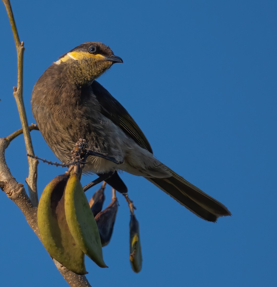 Mangrove Honeyeater - ML643212218