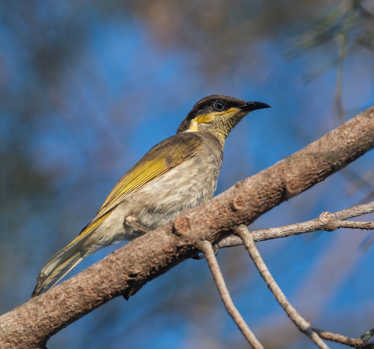 Mangrove Honeyeater - ML643212219