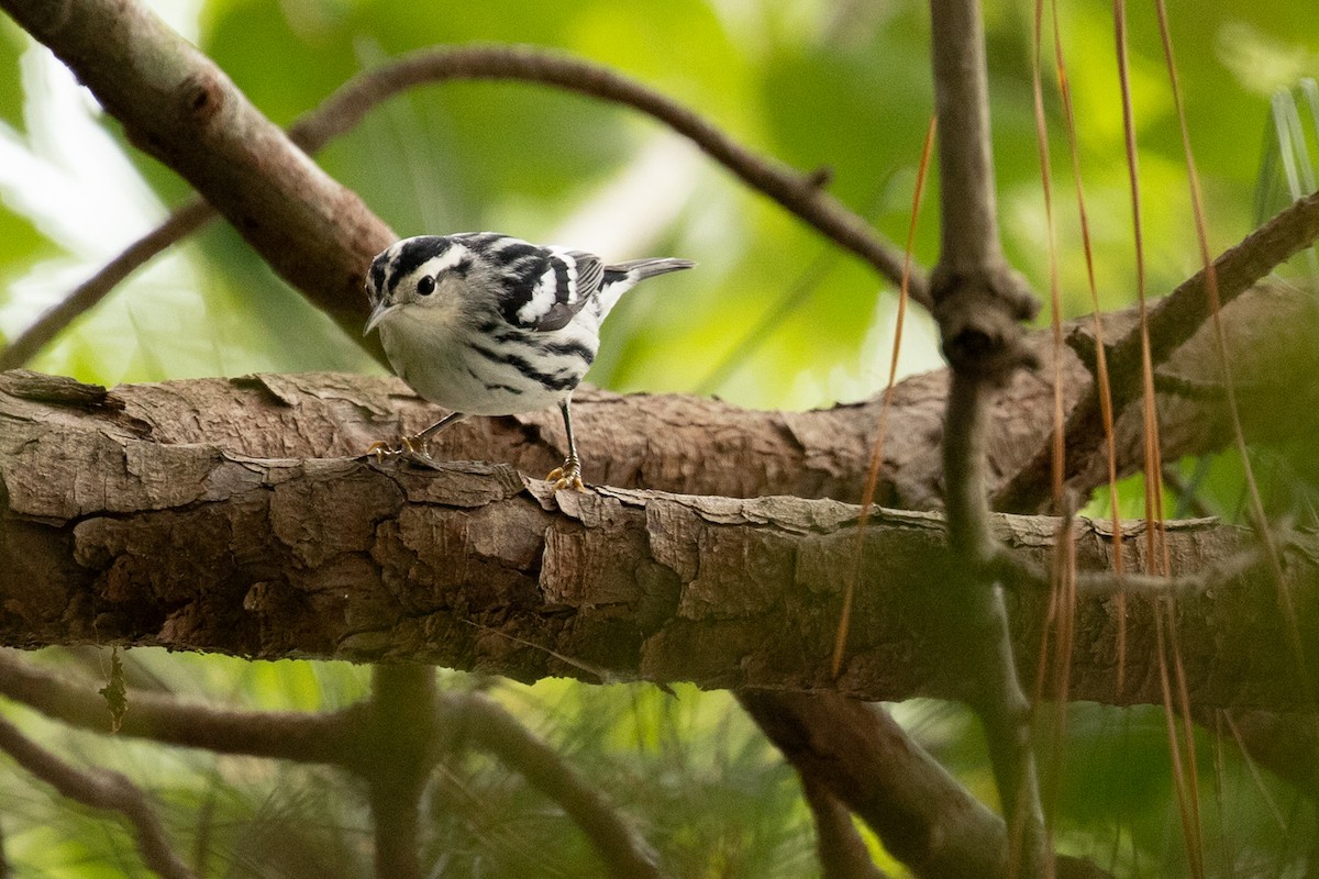 Black-and-white Warbler - ML643212220