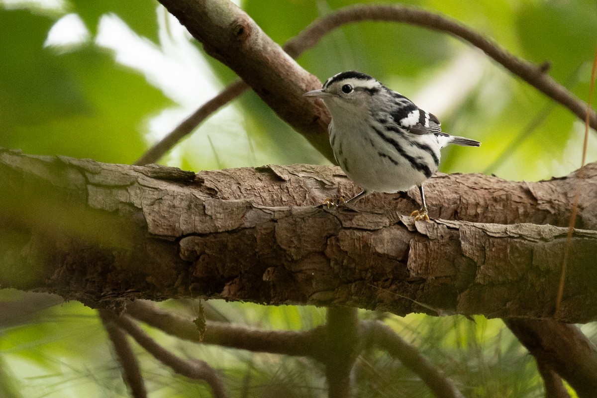 Black-and-white Warbler - ML643212221