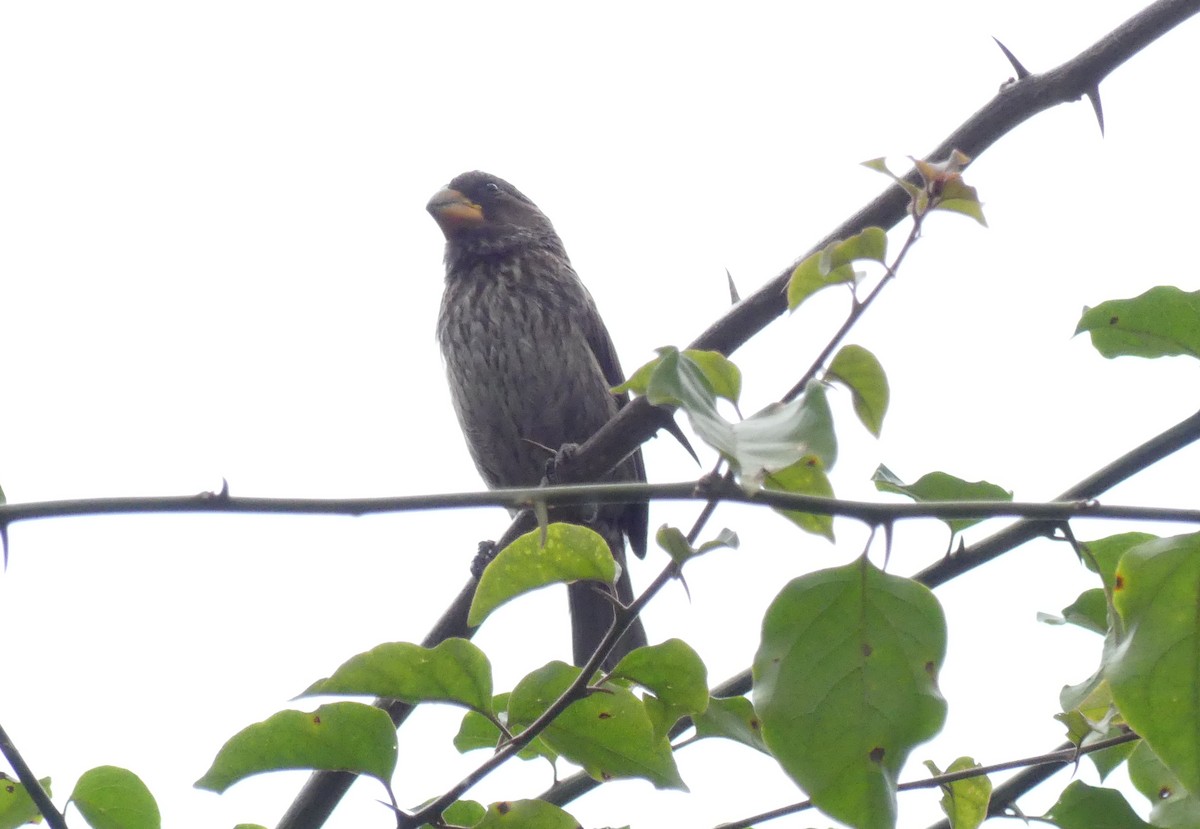 Grosbeak Weaver - ML643212237