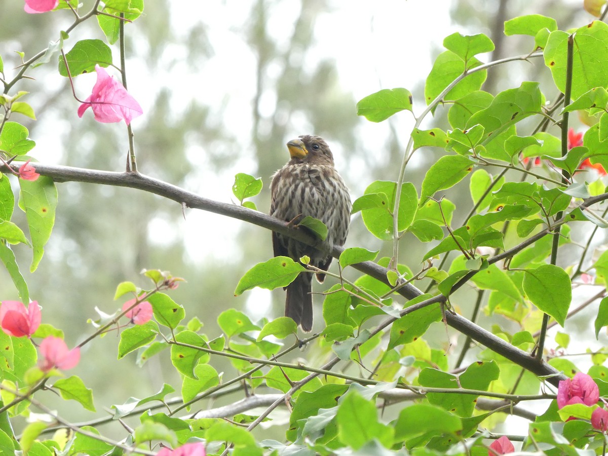 Grosbeak Weaver - ML643212238